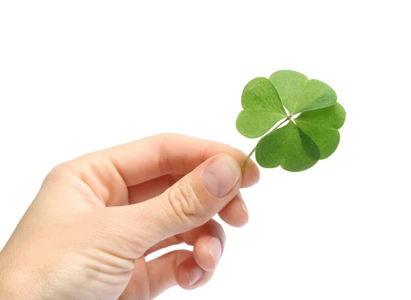 Woman Holding Beautiful Green Four Leaf Clover White Background Closeup — Photo