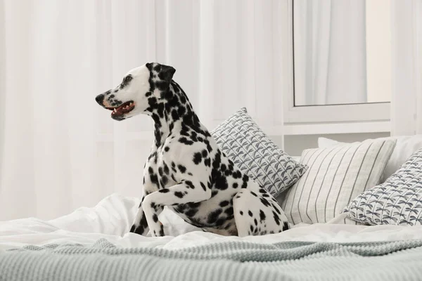 Adorable Dalmatian Dog Bed Bedroom — Stockfoto