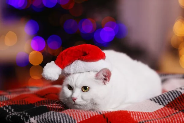 Adorable Cat Wearing Christmas Hat Blanket Blurred Lights — Stockfoto