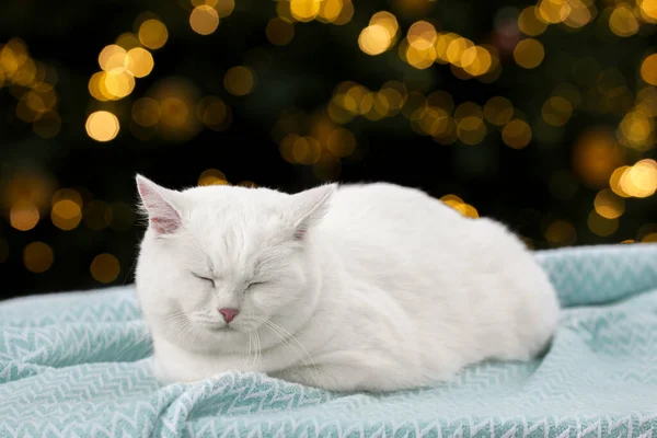 Kerstsfeer Leuke Kat Liggend Lichtblauwe Deken Tegen Wazig Licht — Stockfoto