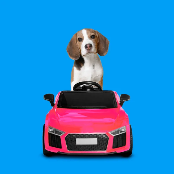 Adorável Filhote Cachorro Beagle Carro Brinquedo Fundo Azul — Fotografia de Stock