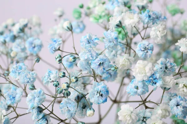 Hermosas Flores Gypsophila Coloridas Sobre Fondo Blanco Primer Plano —  Fotos de Stock