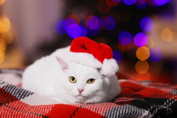 Adorable Cat Wearing Christmas Hat Blanket Blurred Lights — 스톡 사진