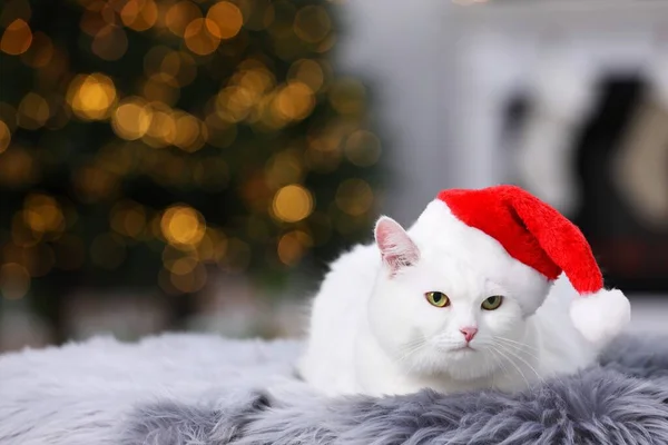 Schattige Kat Met Kerstmuts Bont Tapijt Binnenshuis Ruimte Voor Tekst — Stockfoto