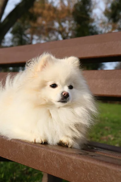 Cute Fluffy Pomeranian Dog Wooden Bench Outdoors Lovely Pet — Stock Photo, Image