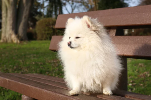 Cute Fluffy Pomeranian Dog Wooden Bench Outdoors Lovely Pet — Stockfoto