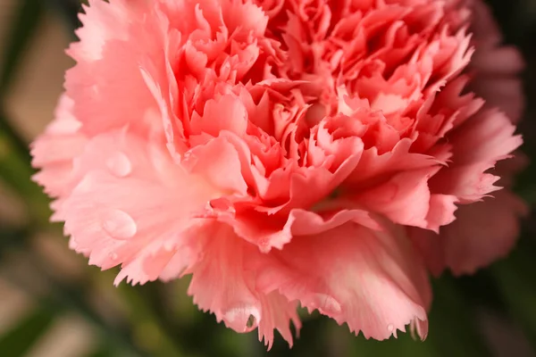 Tender Carnation Flower Water Drops Growing Blurred Background Closeup — Fotografia de Stock