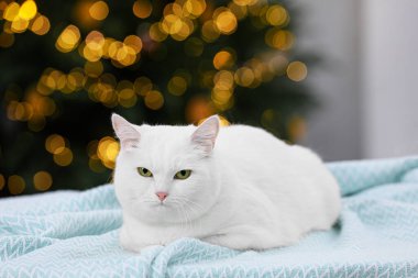 Noel atmosferi. Açık mavi battaniyenin üzerinde yatan sevimli kedi.