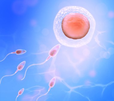 Döllenme süreci. Sperm hücreleri mavi arkaplanda yumurtaya taşınıyor