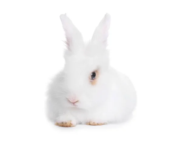 Fluffy Rabbit White Background Cute Pet — Stock Fotó