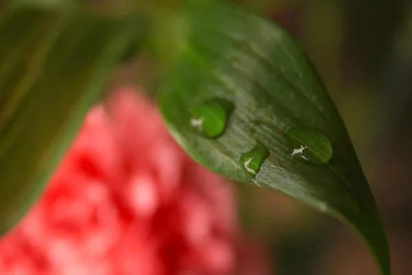Piękny Liść Kroplami Wody Rozmytym Tle Zbliżenie — Zdjęcie stockowe