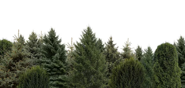 Mnoho Různých Jehličnatých Stromů Bílém Pozadí — Stock fotografie