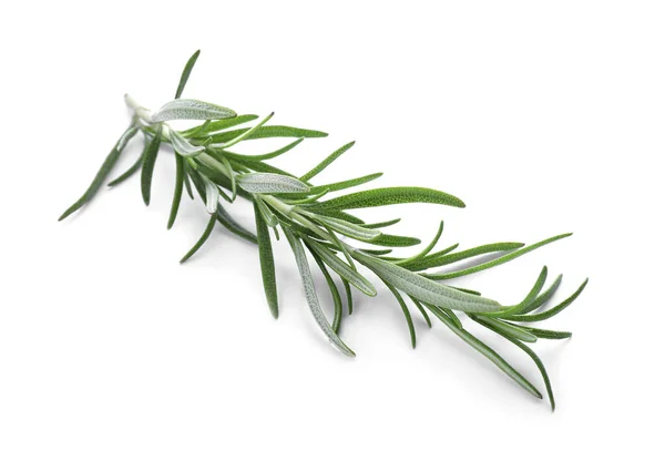 Rozmarin Verde Proaspăt Izolat Alb Planta Aromatică — Fotografie, imagine de stoc