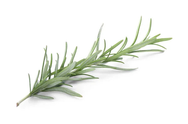 Taze Yeşil Biberiye Beyazda Izole Edilmiş Aromatik Bitki — Stok fotoğraf
