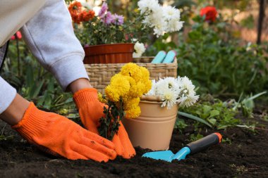 Bahçedeki taze toprağa sarı çiçekleri nakleden bir kadın.