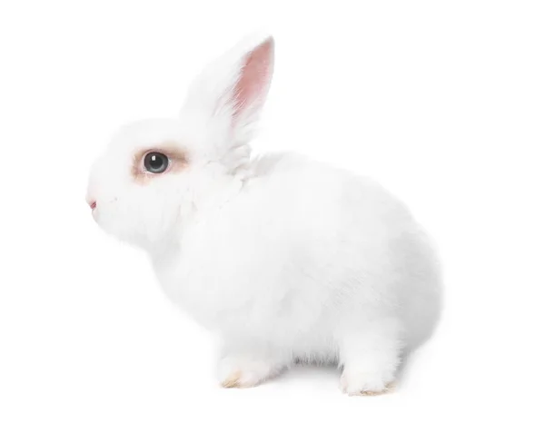 Fluffy Rabbit White Background Cute Pet — Stok fotoğraf