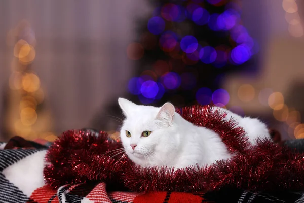 Kerstsfeer Schattige Kat Met Klittenband Liggend Plaid Binnen Ruimte Voor — Stockfoto