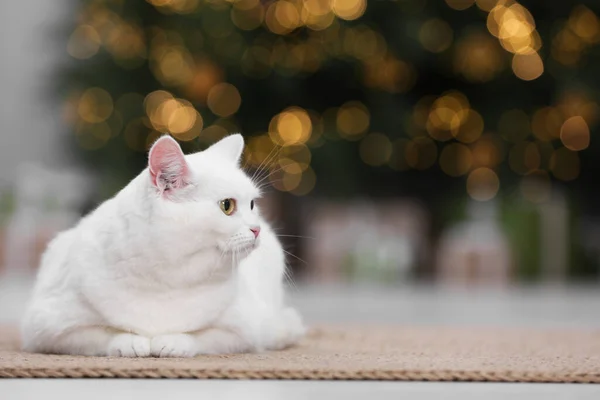 Christmas Atmosphere Adorable Cat Rug Cosy Room Space Text — Stockfoto