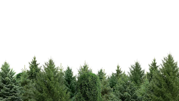 Muitas Árvores Coníferas Diferentes Fundo Branco — Fotografia de Stock