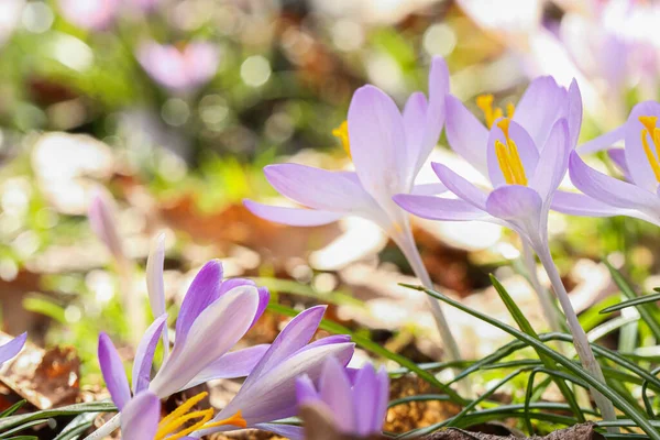 Açık Havada Yetişen Güzel Kır Çiçekleri Yakın Plan Metin Için — Stok fotoğraf