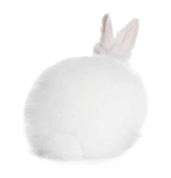 Fluffy Rabbit White Background Cute Pet —  Fotos de Stock
