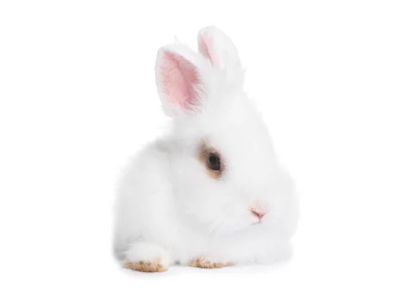 白い背景にふわふわのウサギ かわいいペット — ストック写真
