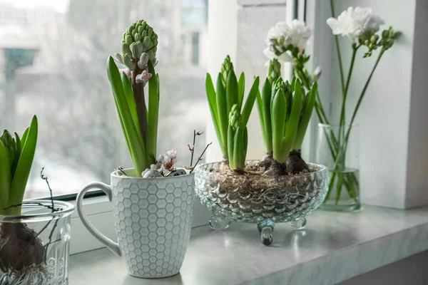 Stock image Beautiful bulbous plants on windowsill indoors. Spring time