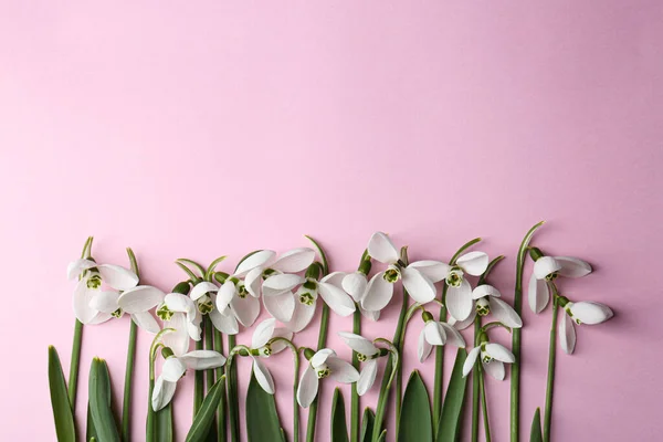 Beautiful Snowdrops Pink Background Flat Lay Space Text — Φωτογραφία Αρχείου