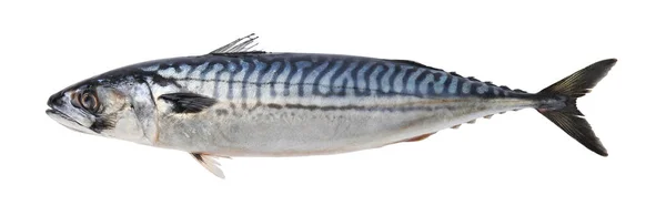Jedna Chutná Syrová Makrela Izolovaná Bílém — Stock fotografie