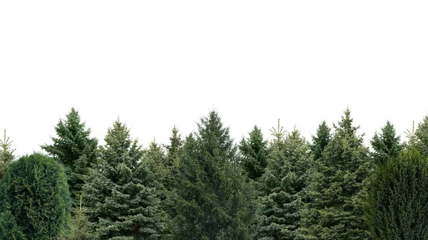 stock image Many different coniferous trees on white background