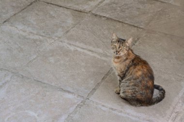 Açık havada kaldırımda oturan sevimli sokak kedisi, mesaj için yer var.