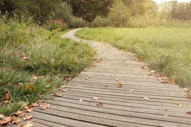 Sonbahar günü güzel şehir parkında kuru yaprakları olan yol.