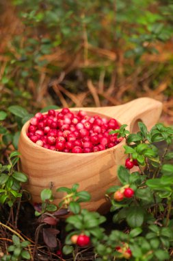 Açık havada bir sürü olgun yaban mersini var.