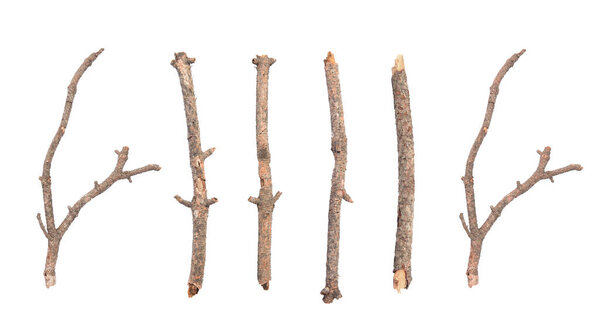 Collage with dry tree twigs on white background, top view