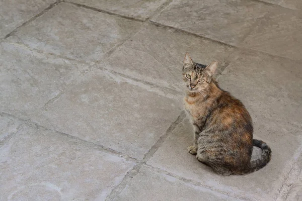 屋外の舗装に座ってかわいい野良猫 テキストのためのスペース — ストック写真