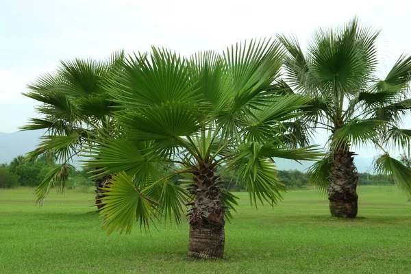 Palmeras Tropicales Con Hermosas Hojas Verdes Aire Libre —  Fotos de Stock