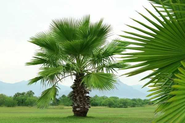 Tropiska Palmer Med Vackra Gröna Blad Utomhus — Stockfoto
