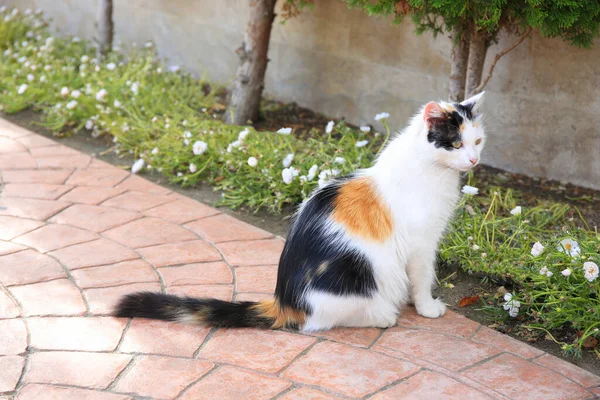 Gato Solitário Vadio Pavimento Livre Animal Estimação Sem Abrigo — Fotografia de Stock