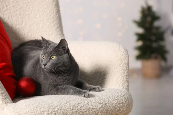 Leuke Kat Met Kerstbal Fauteuil Thuis — Stockfoto