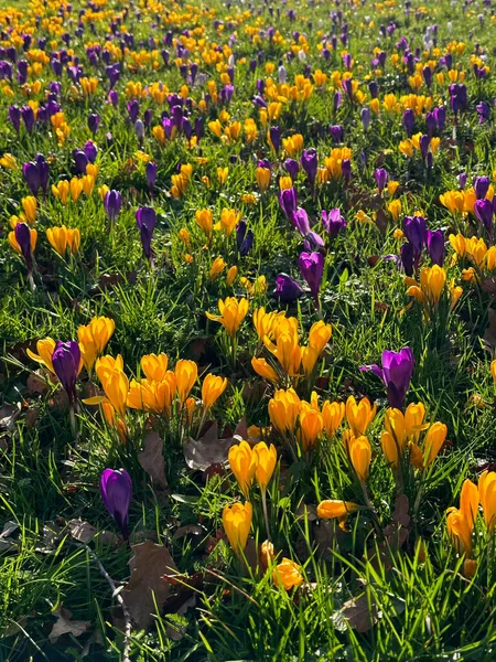 Mooie Gele Paarse Krokus Bloemen Groeien Gras Buurt Van Herfst — Stockfoto