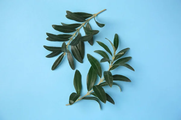 橄榄枝 叶鲜绿色 背景浅蓝色 — 图库照片