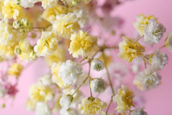 Hermosas Flores Teñidas Gypsophila Sobre Fondo Rosa Primer Plano —  Fotos de Stock