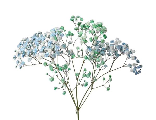 Mooie Kleurrijke Gypsophila Bloemen Witte Achtergrond — Stockfoto