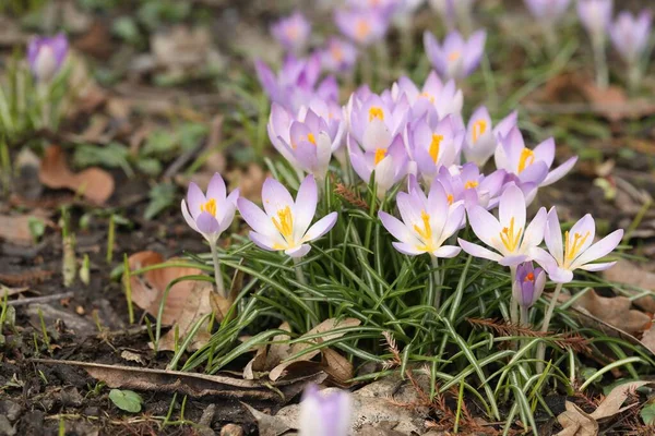 Beautiful Crocus Flowers Growing Outdoors Space Text — Stock Photo, Image