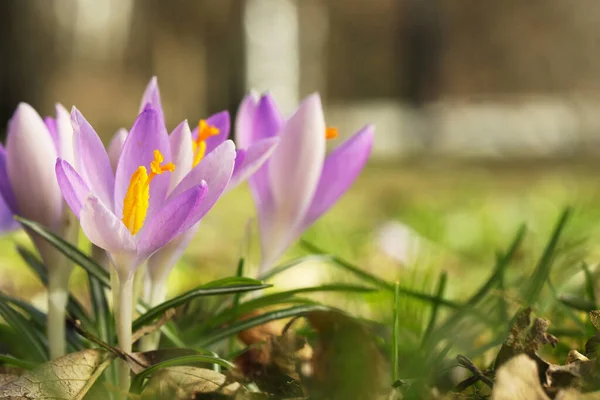 Beautiful Crocus Flowers Growing Outdoors Closeup Space Text — Stok fotoğraf