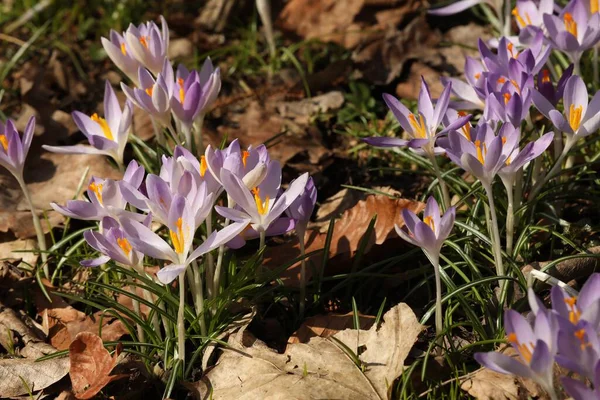Muitas Belas Flores Croco Violeta Crescendo Livre — Fotografia de Stock
