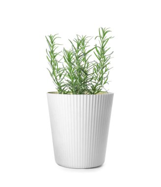 Aromatic green potted rosemary on white background