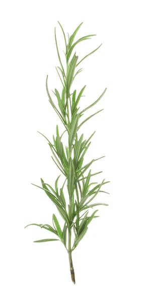 Čerstvě Zelený Rozmarýn Izolovaný Bílém Aromatická Bylina — Stock fotografie
