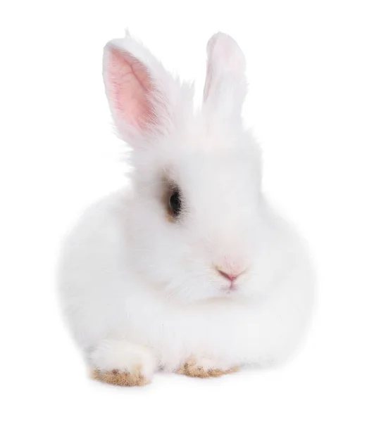 Fluffy Rabbit White Background Cute Pet — Stock Photo, Image