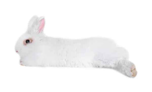 白い背景にふわふわのウサギ かわいいペット — ストック写真